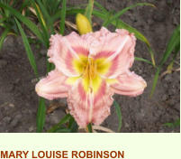 MARY LOUISE ROBINSON