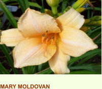 MARY MOLDOVAN