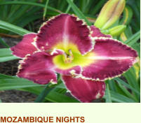 MOZAMBIQUE NIGHTS
