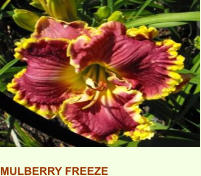 MULBERRY FREEZE