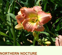 NORTHERN NOCTURE