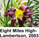 Eight Miles High-Lambertson, 2003